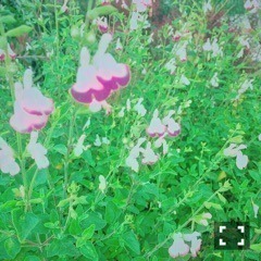 斎藤 ちはる｜期日前投票と、写真展に行ってきました(´>∀<｀)ゝ（2016-07-02）｜3枚目