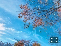 斎藤 ちはる｜冬の空の下、さくら。（2016-11-25）｜2枚目