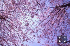 斎藤 ちはる｜桜が好き（2017-04-05）｜3枚目