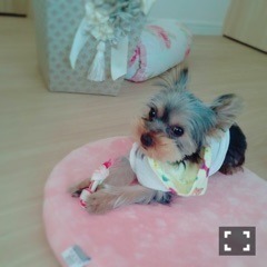 中元 日芽香｜ひめたん-0o0-その705（2017-05-11）｜2枚目