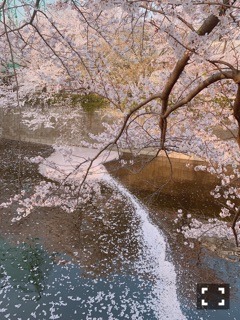 高山 一実｜（´-`）.｡oO(信じる心に咲く花と音符のカケラ集めたら（2019-04-15）｜5枚目