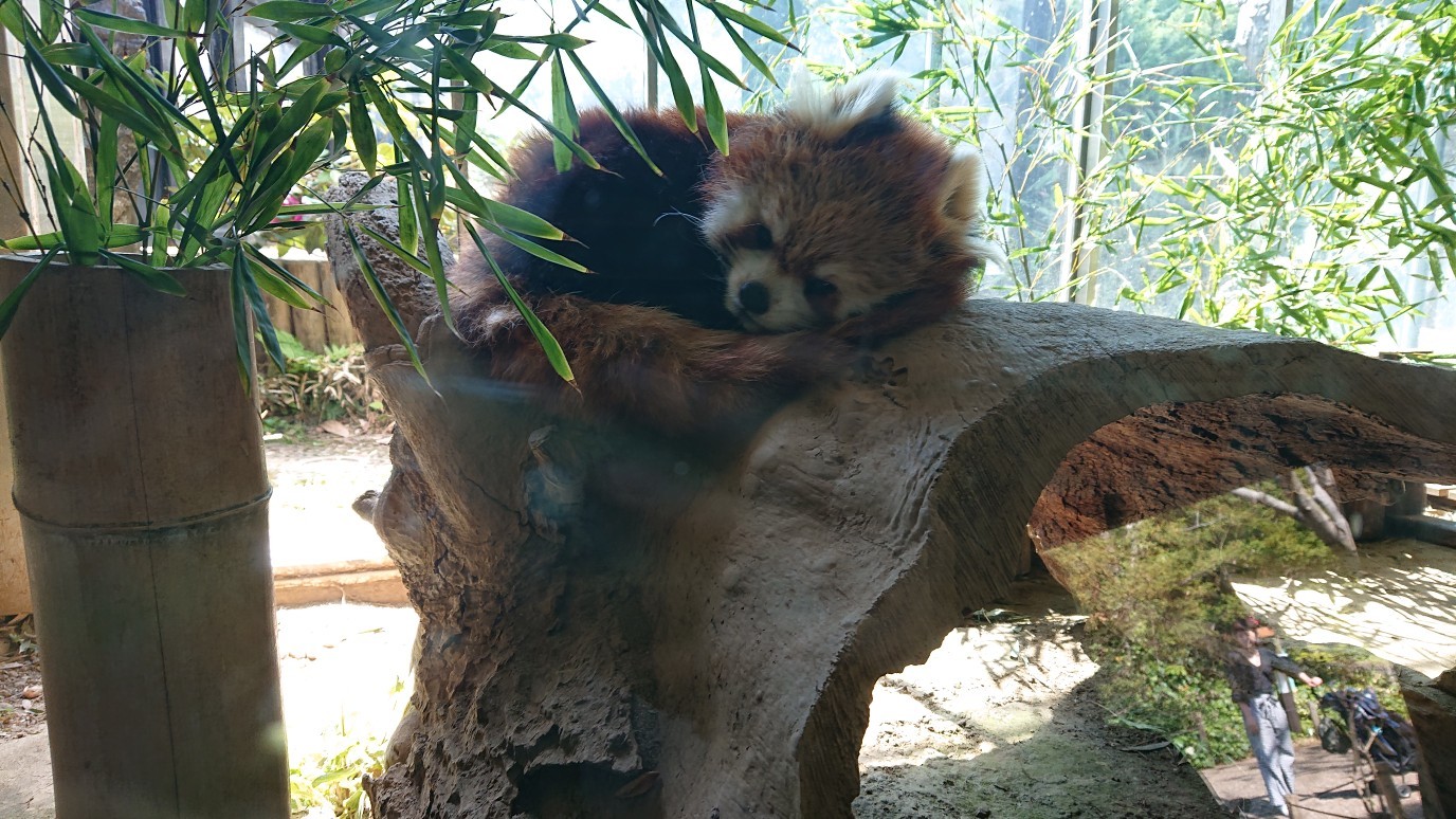 佐々木 琴子｜乃木坂の8割（2019-04-27）