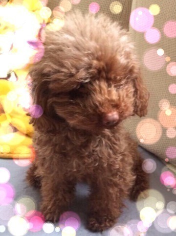 和田 まあや｜755デビューかもぉぉ ぉ～？ヽ(*･ᗜ･)ﾉ（2015-03-06）｜36枚目