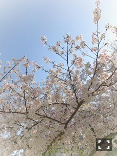 川村 真洋｜昨日のは明るく写りすぎてたね(*^^*) ろってぃー（2017-04-14）