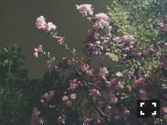 伊藤 万理華｜ぼくの結晶。636回目（2015-04-07）