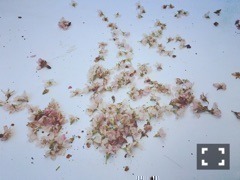 伊藤 万理華｜アップルなんたら。 707回目（2016-04-09）