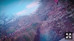 星野みなみ｜さくら味はまだ苦手（2017-04-03）