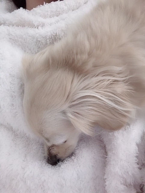 堀 未央奈｜猫っ毛。（2019-02-12）｜3枚目
