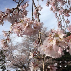 桜井 玲香｜2017.04.12（2017-04-12）