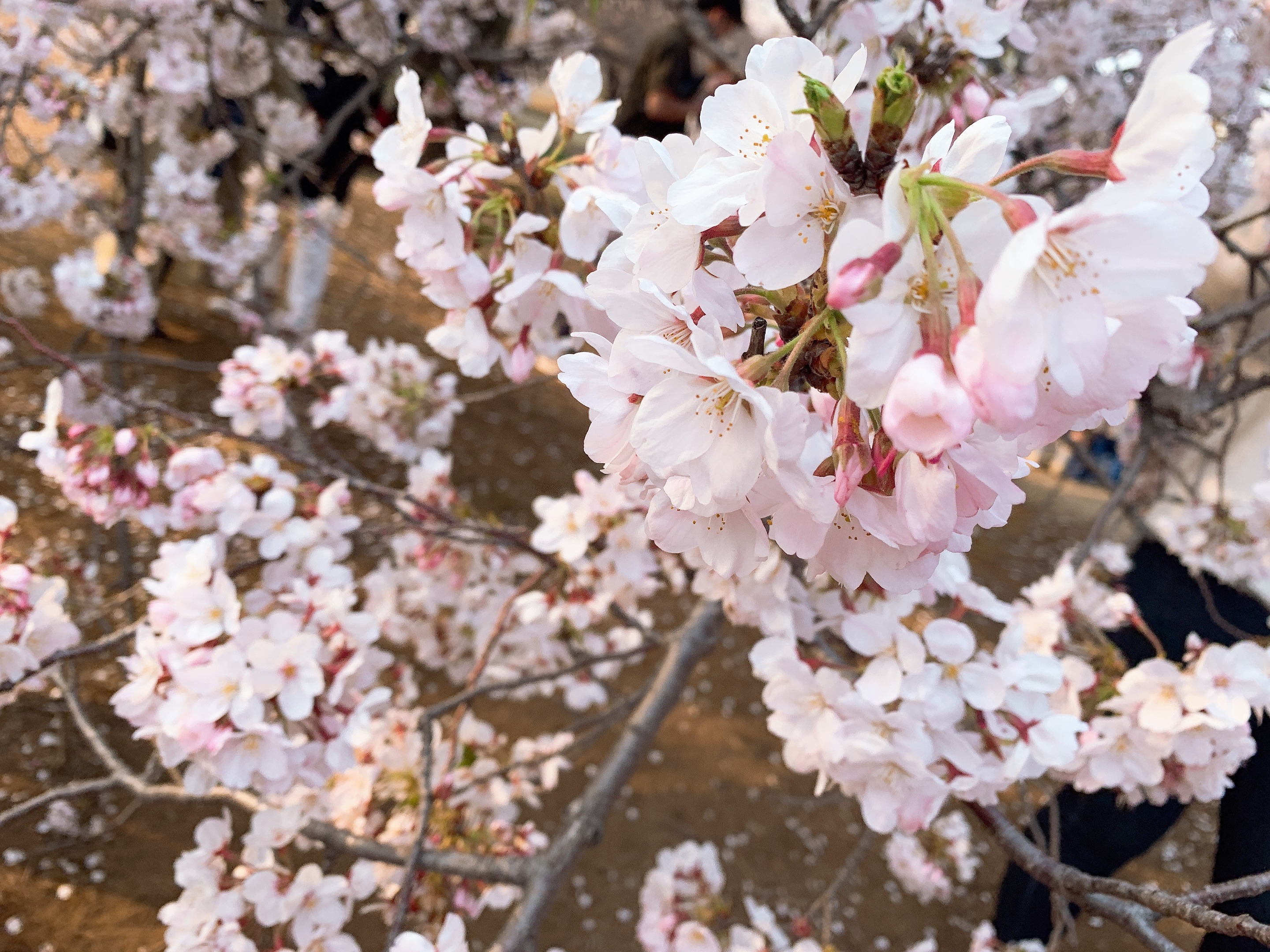 桜井 玲香｜2019.04.07（2019-04-07）｜2枚目