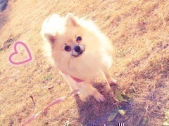 井上 小百合｜ぱぴぷぺぽ。＋＋（2012-12-19）｜4枚目