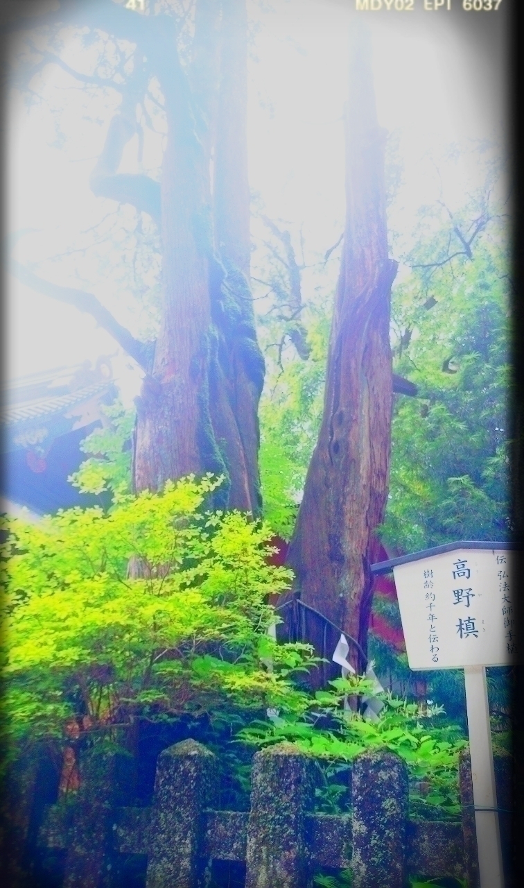 井上 小百合｜ヽ(。・ω ・。) 旅（2014-07-18）｜8枚目