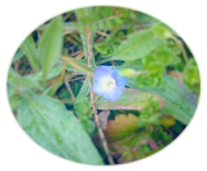井上 小百合｜ヽ(｡･ω･｡)雑草の花（2015-03-12）｜4枚目