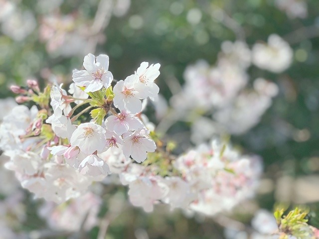 井上 小百合｜ヽ(｡･ω･｡)へいまく（2019-04-03）｜3枚目