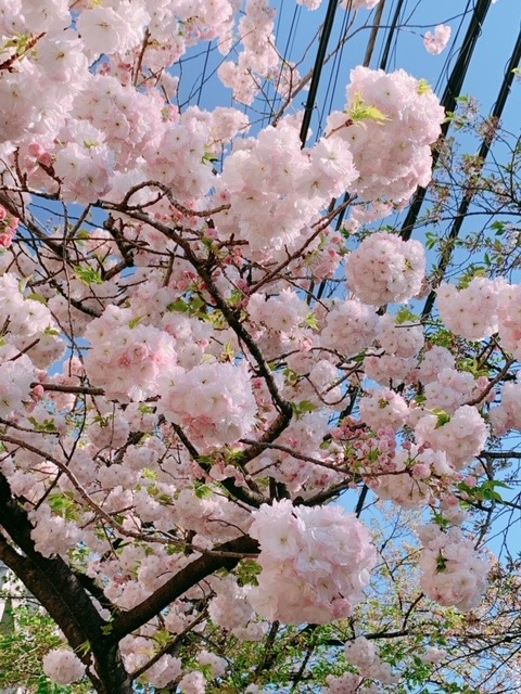 井上 小百合｜ヽ(｡･ω･｡)０００１（2019-04-17）｜2枚目