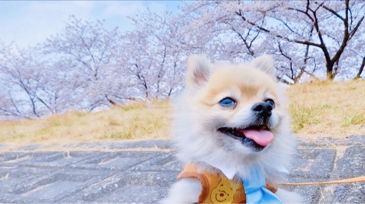 井上 小百合｜\ ♪♪ /（2020-03-24）