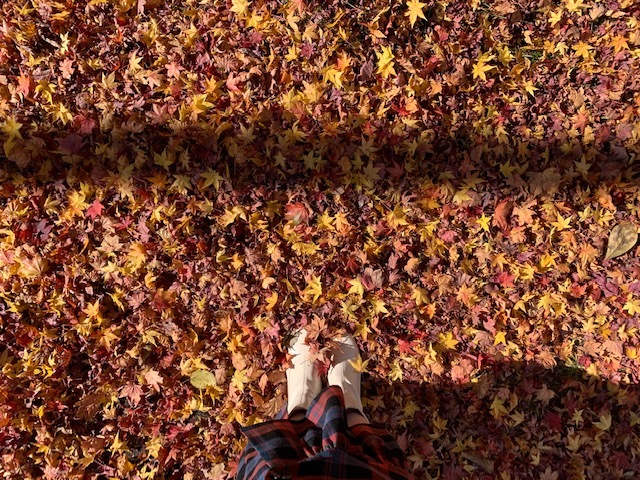 守屋 麗奈｜かえでとさくら（2020-11-08）