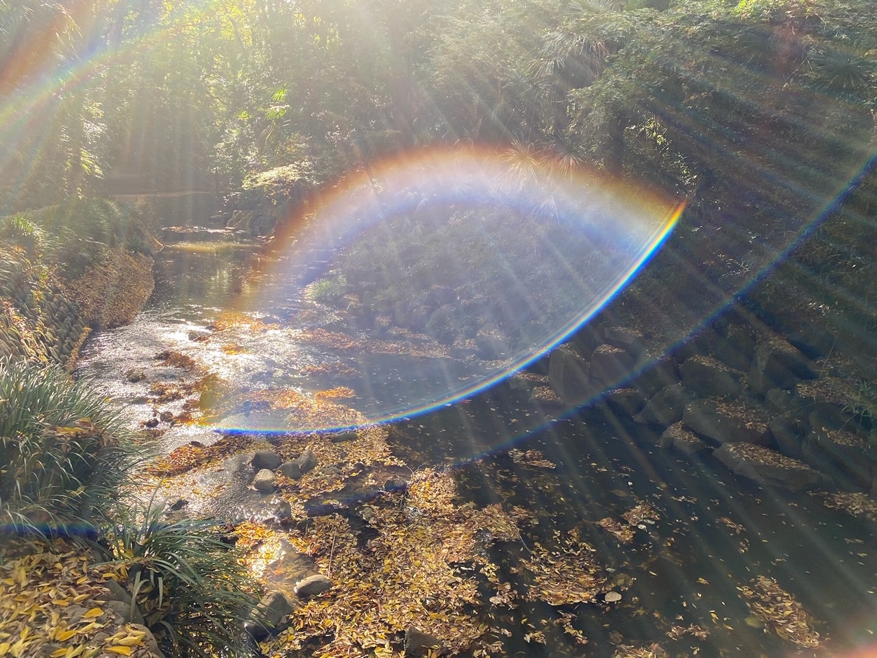 武元 唯衣｜陽（2020-11-23）