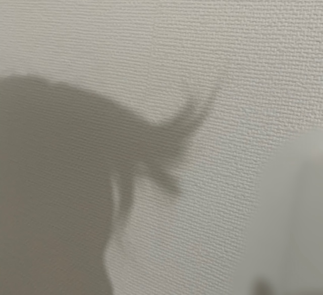 増本 綺良｜本日SHOWROOM（2020-12-27）