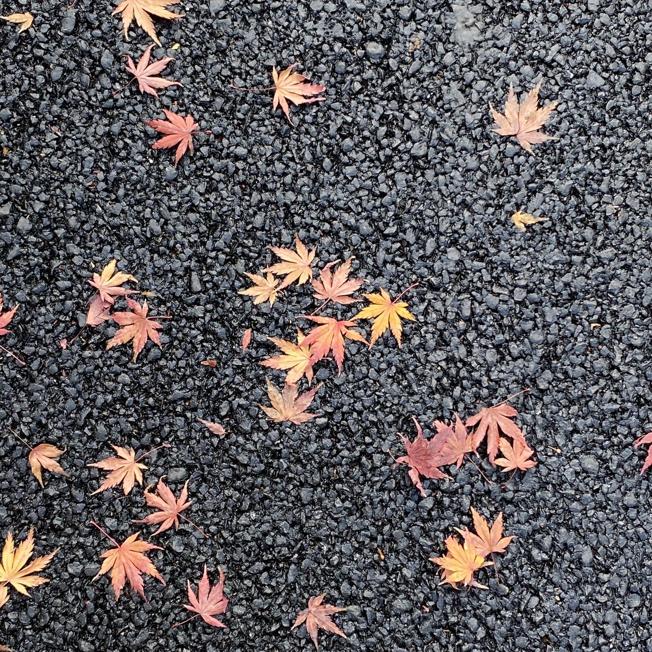 森田 ひかる｜月の写真を携帯で撮ろうと思っても、写真では伝わらなくて諦めますよね、、（2020-12-30）