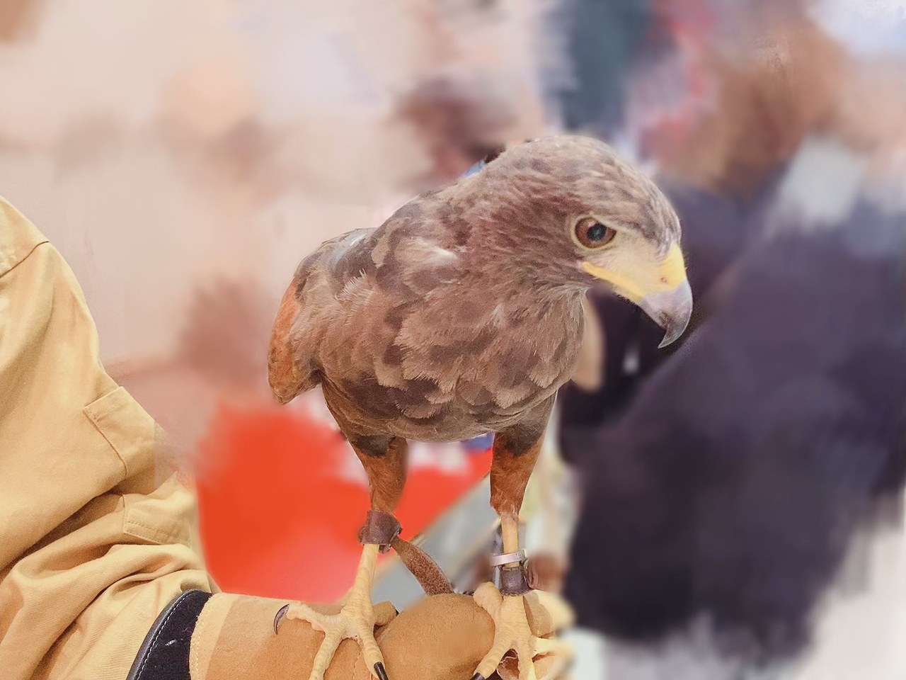 森田 ひかる｜サクッ（2021-02-12）