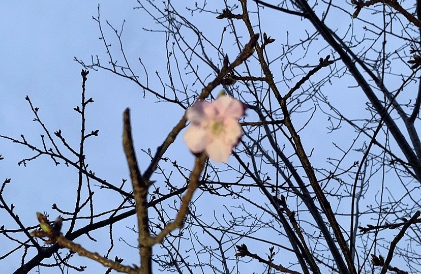 大沼 晶保｜櫻の季節に（2021-03-03）｜4枚目