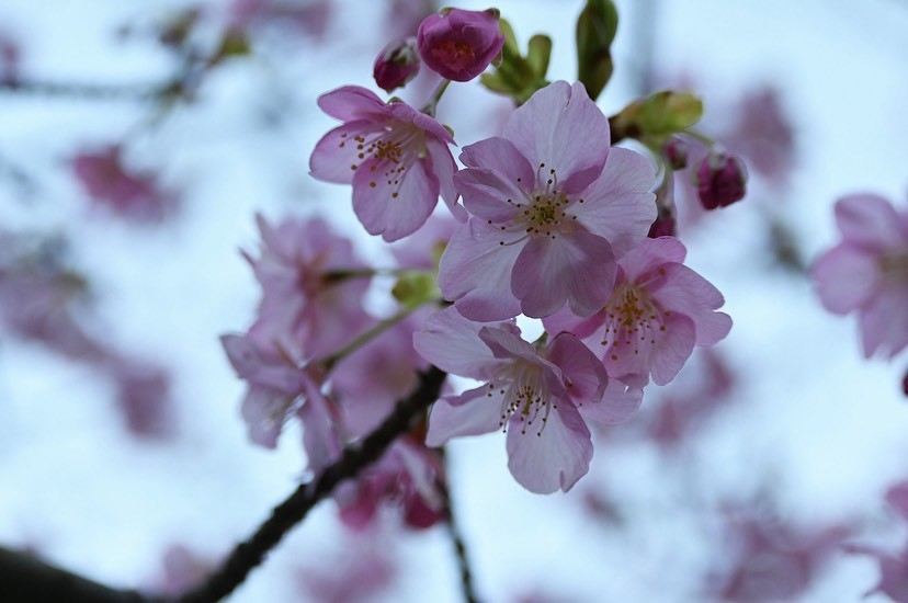 大沼 晶保｜櫻の季節に（2021-03-03）｜5枚目