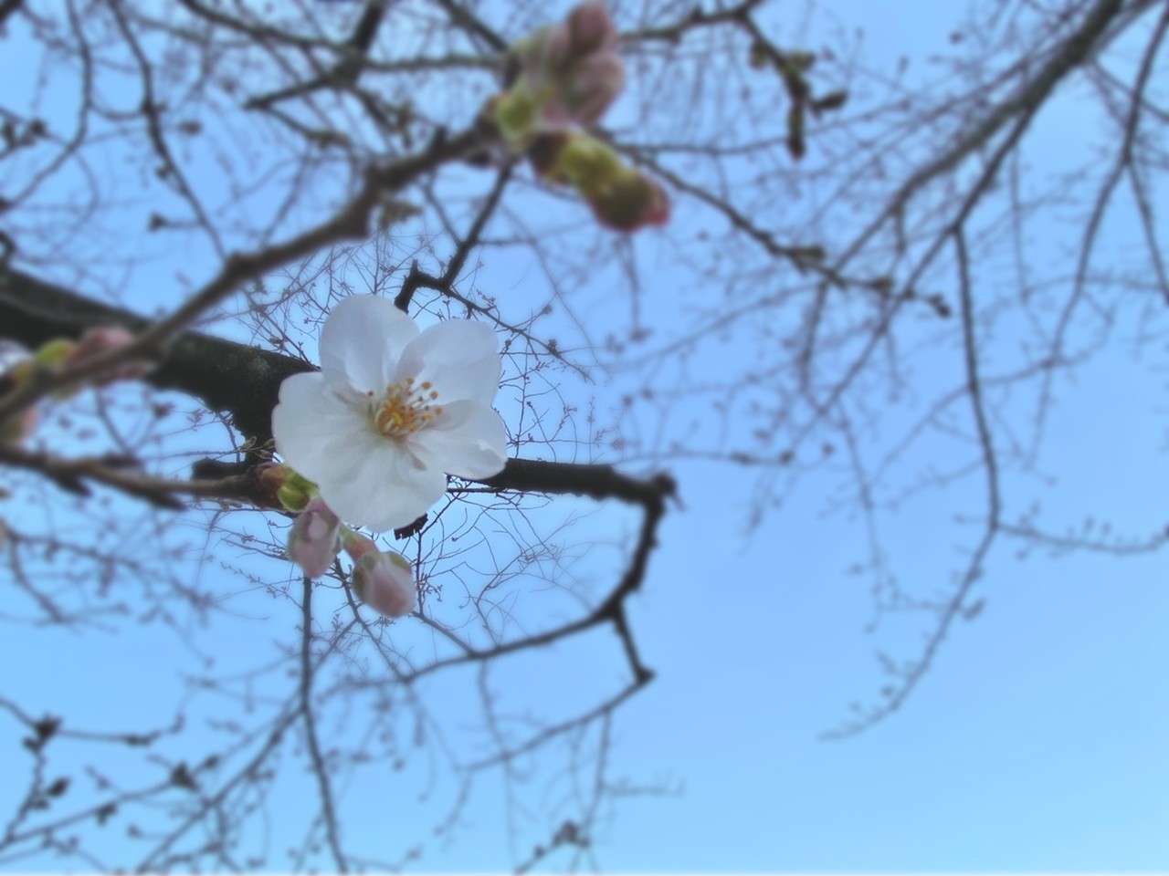 田村 保乃｜おはな（2021-03-07）