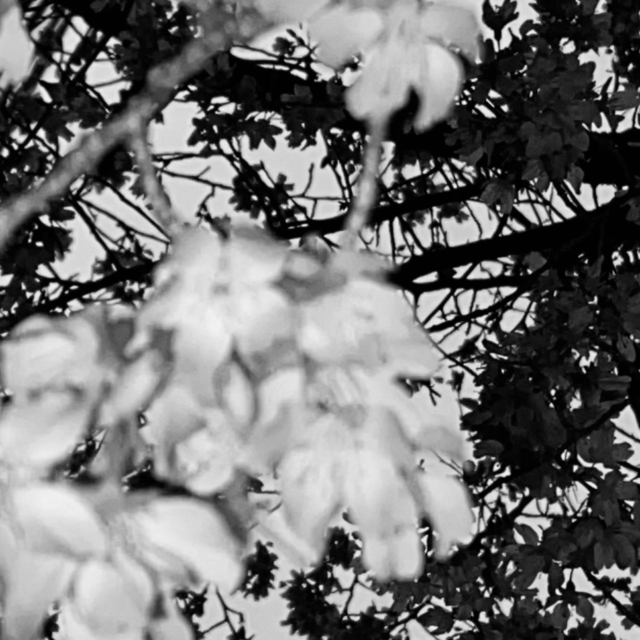 森田 ひかる｜2ndシングル（2021-03-08）