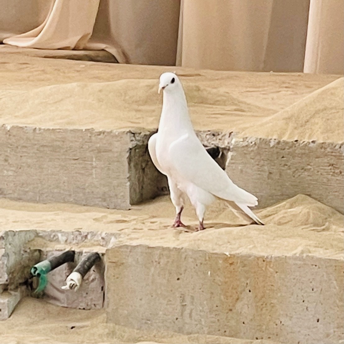 森田 ひかる｜メェ（2021-03-31）