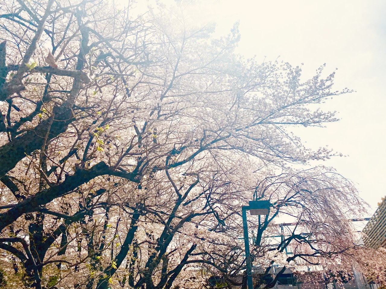 田村 保乃｜スタート（2021-04-01）