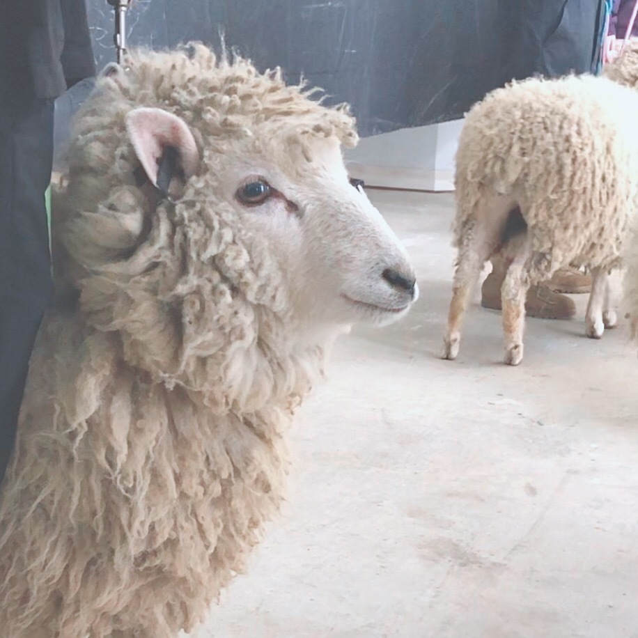 大園 玲｜初めましてだったその羊さ（2021-04-02）