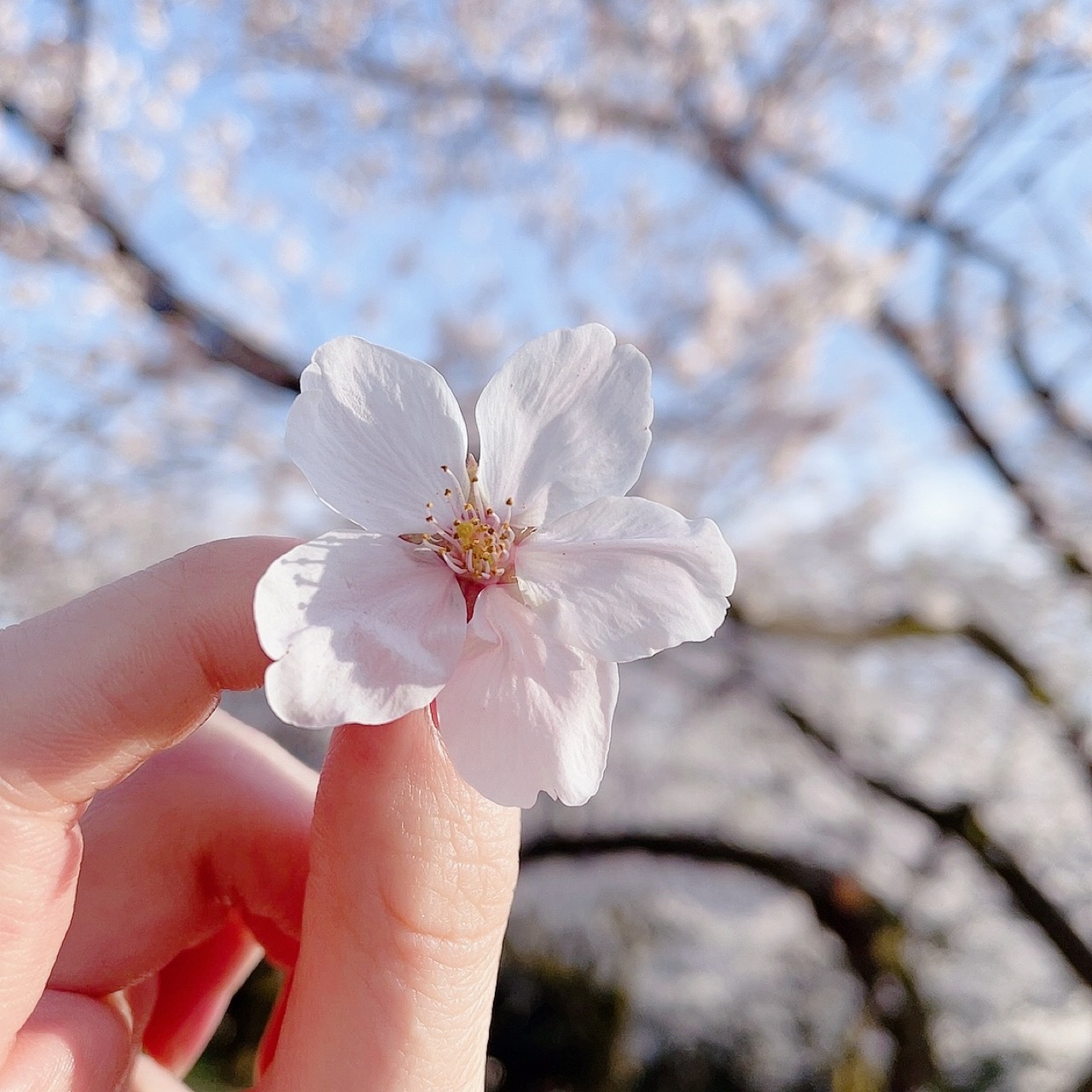 守屋 麗奈｜🌸（2021-04-03）