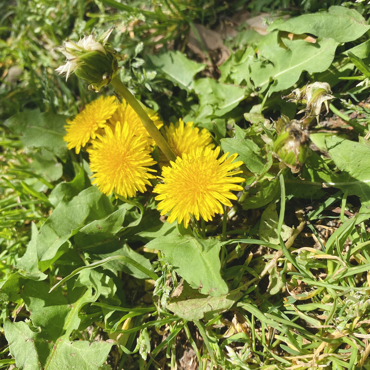 森田 ひかる｜皐月（2021-05-02）