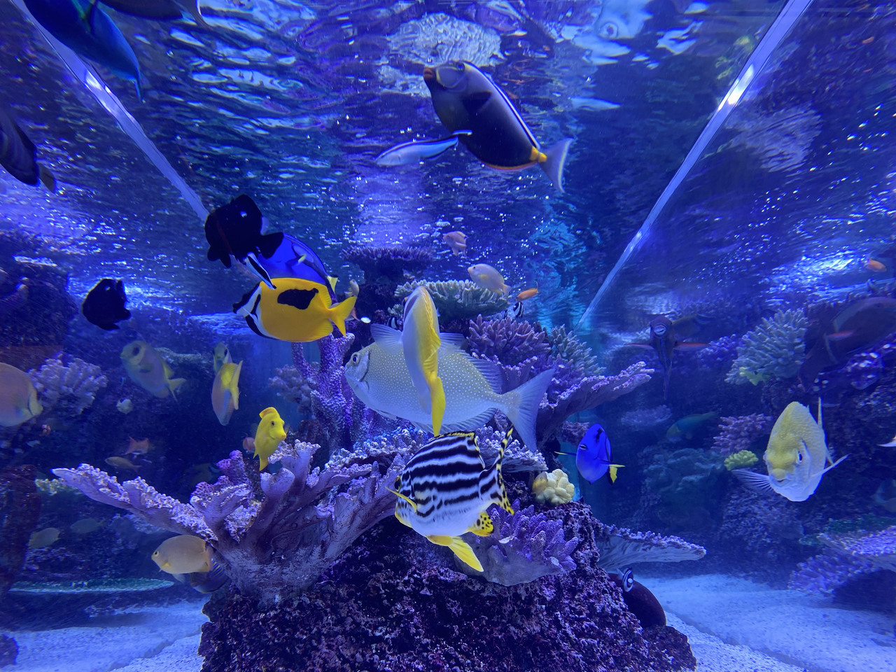 森田 ひかる｜植物（2021-07-05）