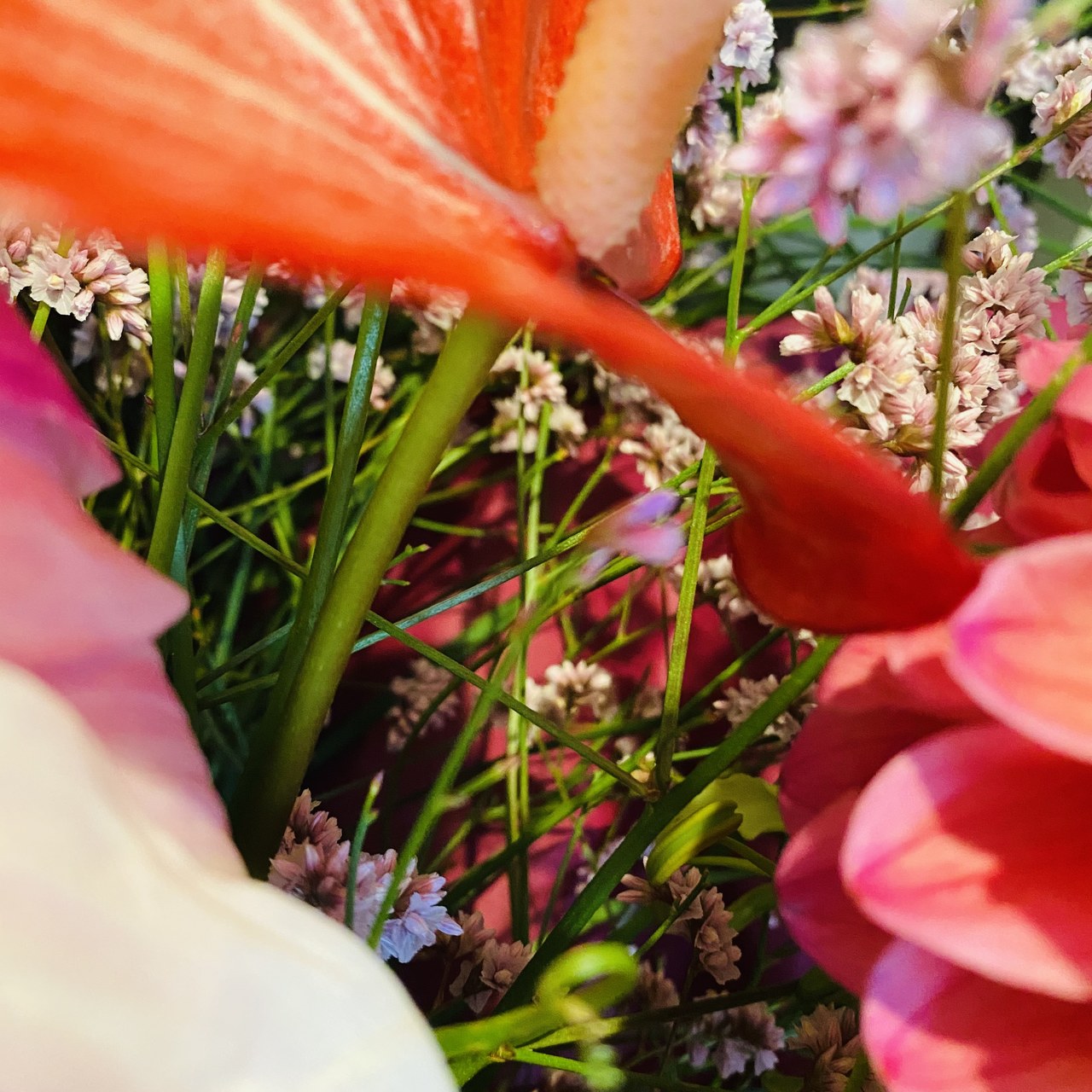 森田 ひかる｜花散歩（2021-07-25）