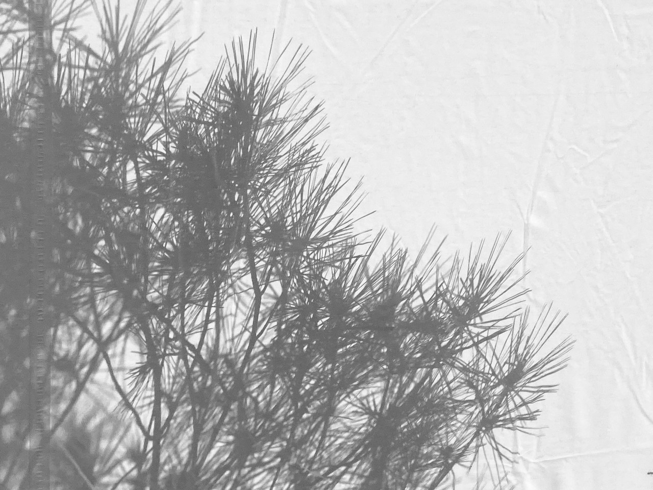 森田 ひかる｜3rdシングル（2021-08-12）