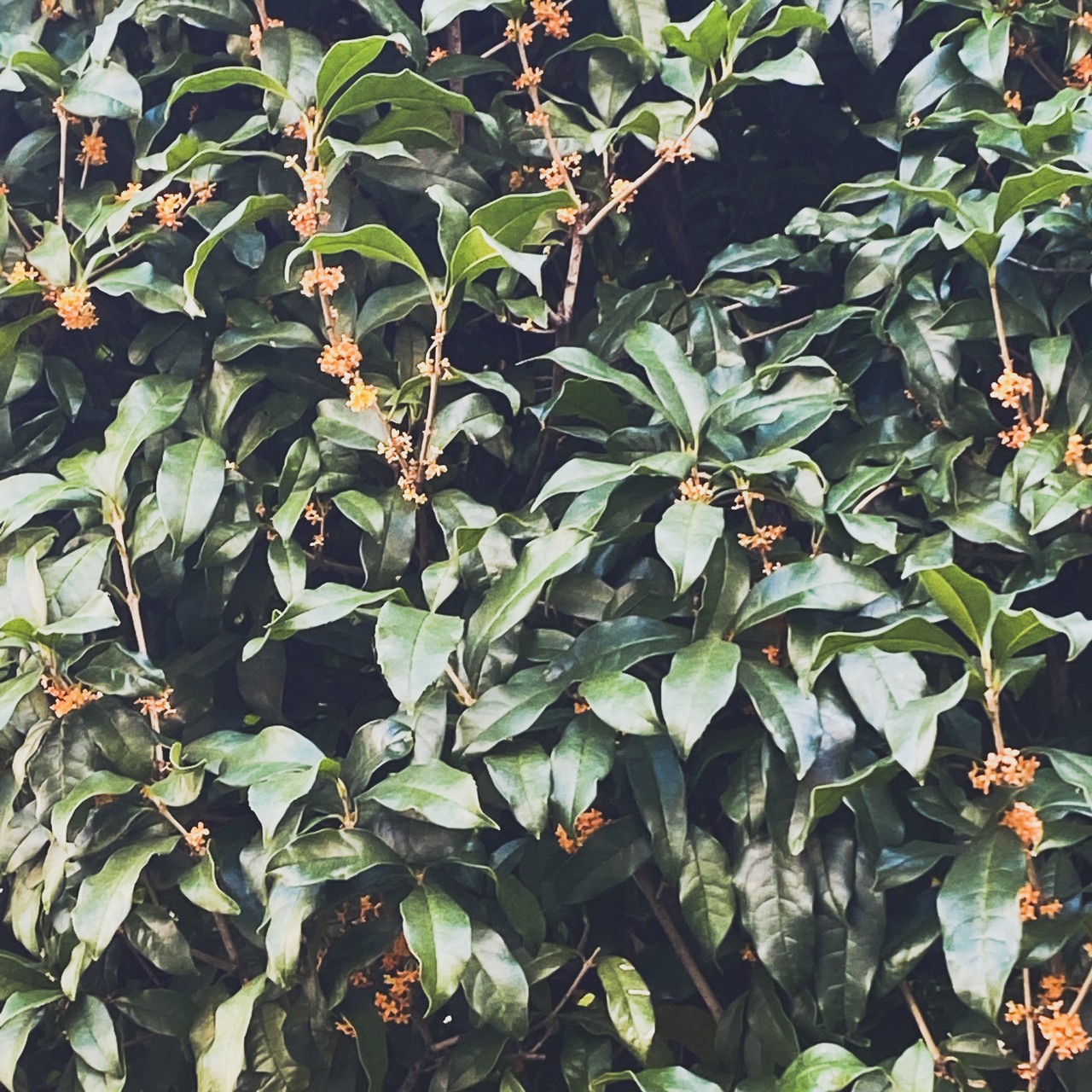 森田 ひかる｜金木犀（2021-10-09）