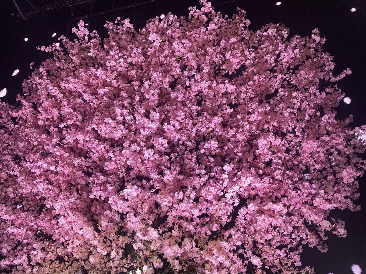 田村 保乃｜全速力（2021-11-04）