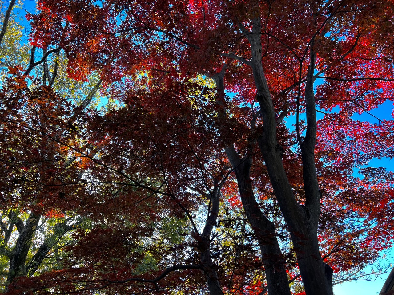 森田 ひかる｜紅葉（2021-12-01）