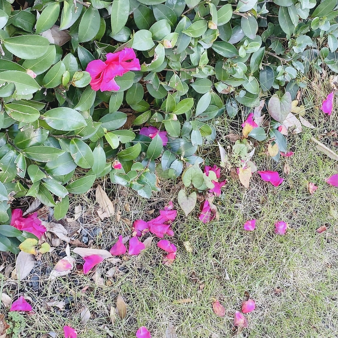 森田 ひかる｜4thシングル（2022-02-09）