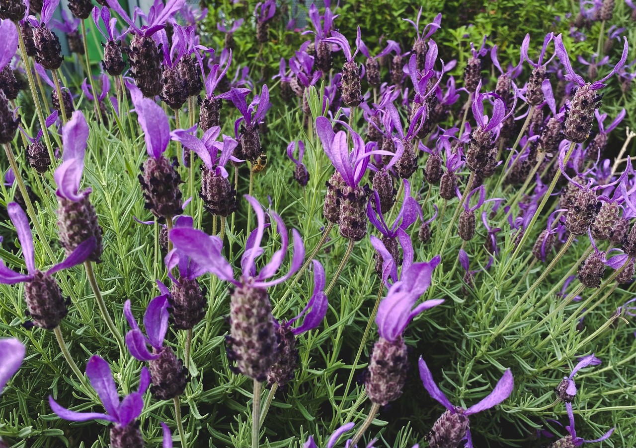 森田 ひかる｜ラベンダー（2022-05-14）