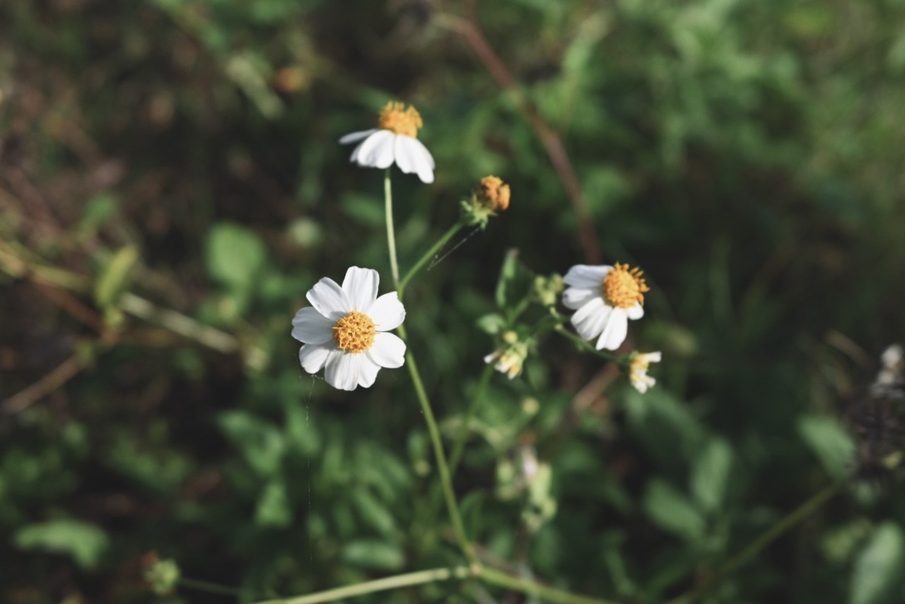 森田 ひかる｜七夕（2022-07-07）