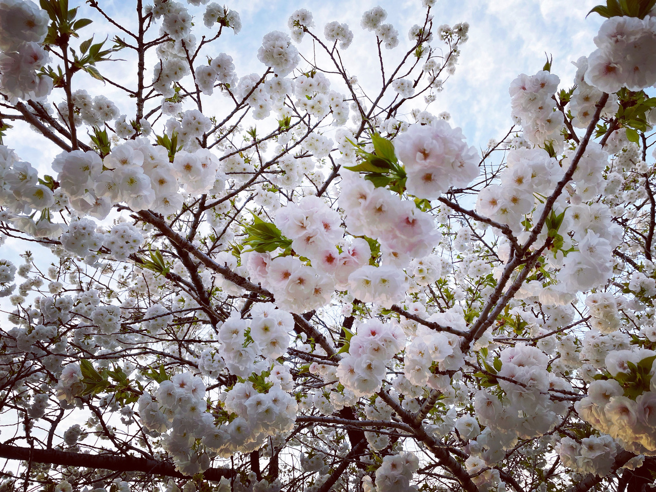 武元 唯衣｜芽（2023-03-10）