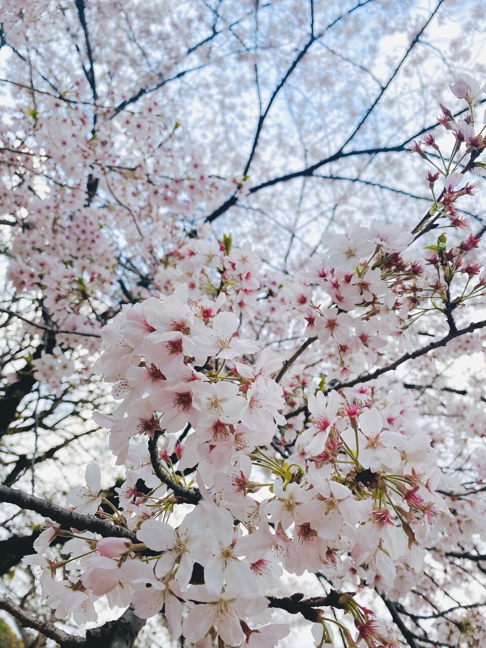 森田 ひかる｜春（2023-04-10）