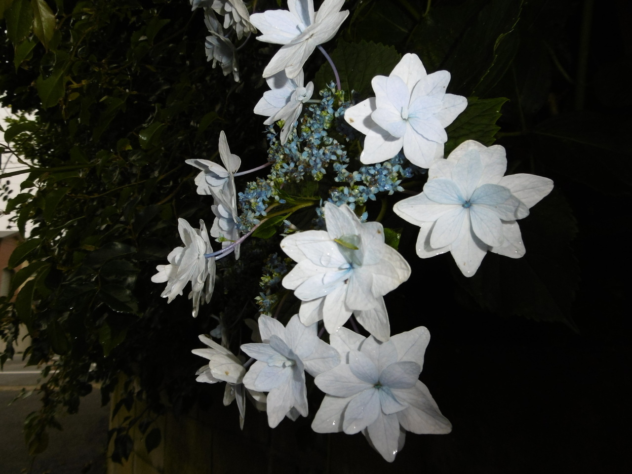 藤吉 夏鈴｜（2023-09-09）｜8枚目