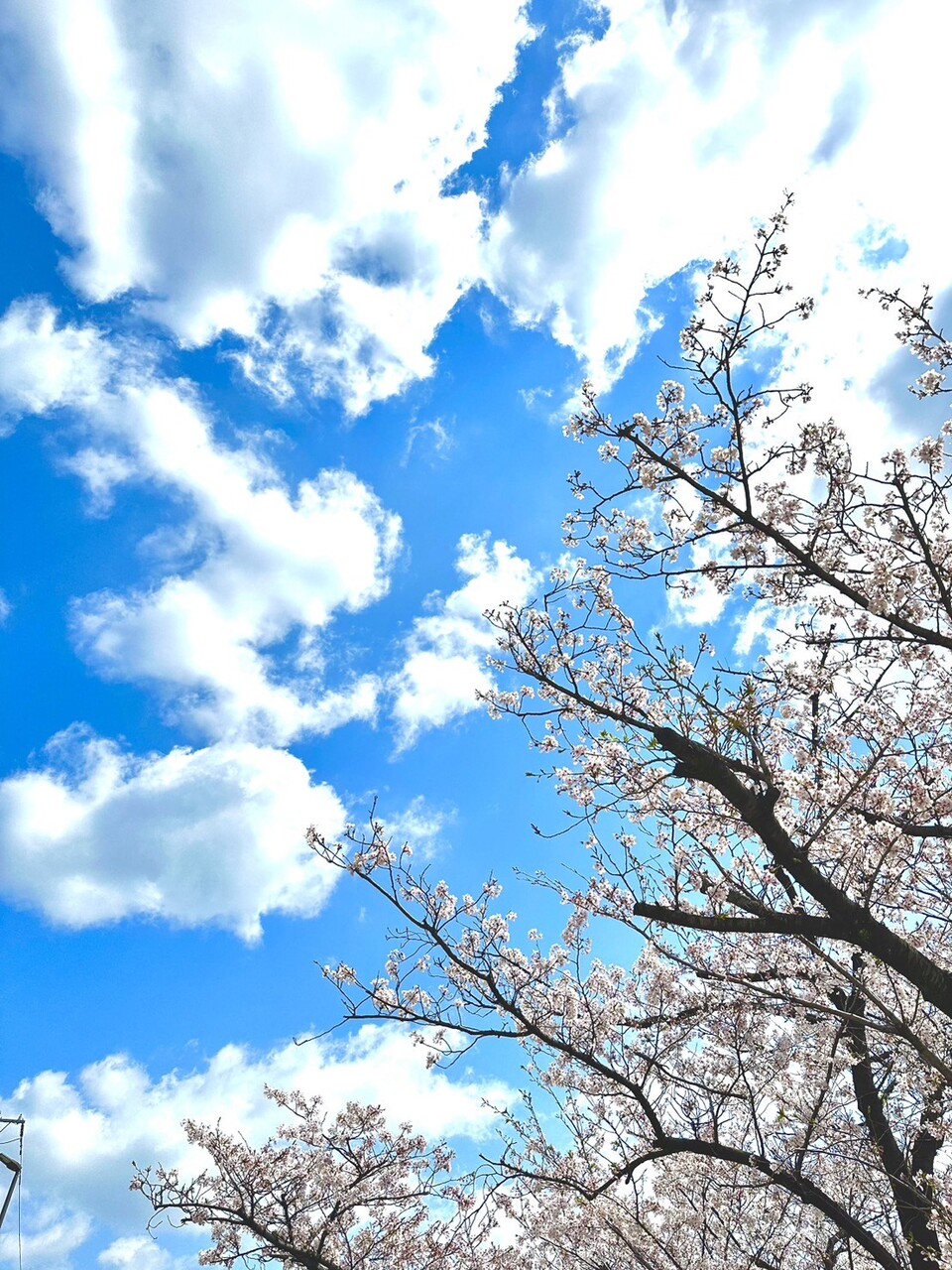 松田 里奈｜#241 紅白出場！！！（2023-11-13）