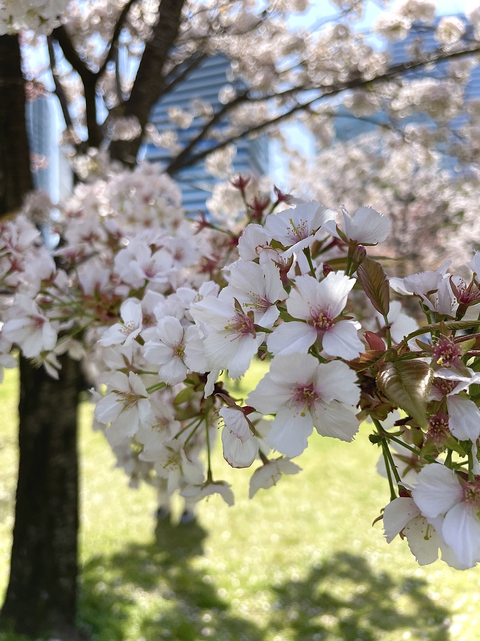 谷口 愛季｜9thシングル（2024-05-20）