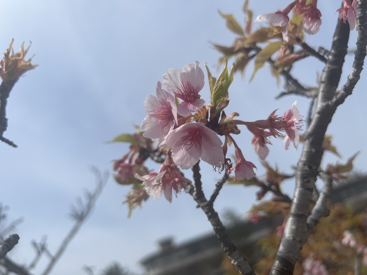 幸阪 茉里乃｜9th（2024-05-22）