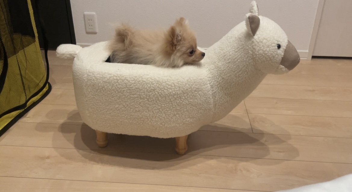 大沼 晶保｜ぷぐまる（2024-05-27）